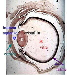 Coupe physiologique d'oeil.