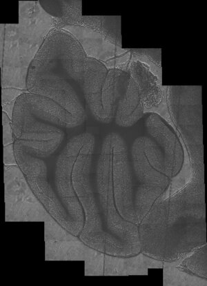 Image cortex de rat